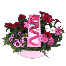 Schaal perkplanten mix